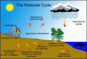 Read more about the article Worldwide pesticide usage and its impacts on ecosystem